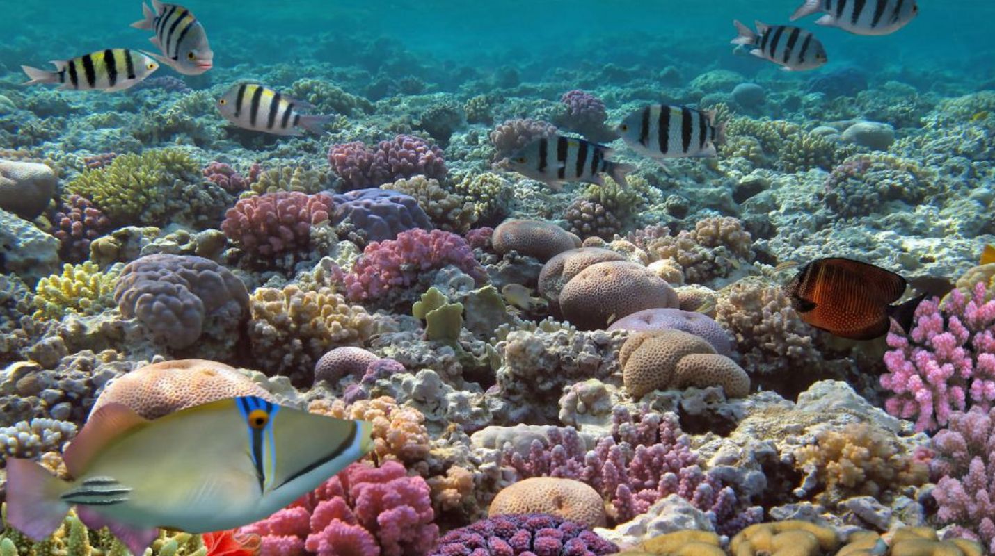 10 Datos Sorprendentes sobre los Arrecifes de Coral en Cancún