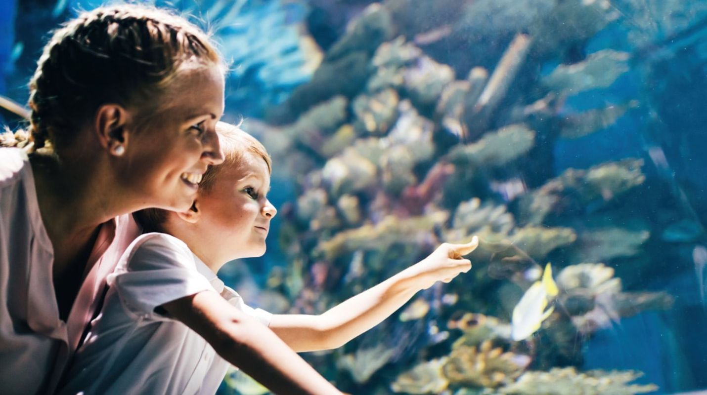 Acuario en Cancún: Planifica tu visita con estos consejos y recomendaciones