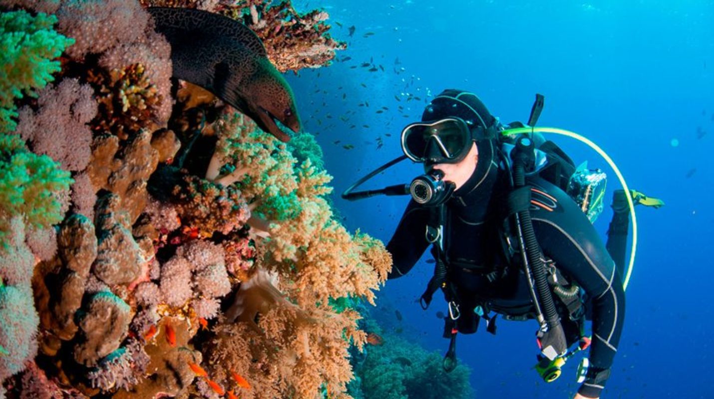 Buceo en Tulum: 5 especies marinas que debes descubrir