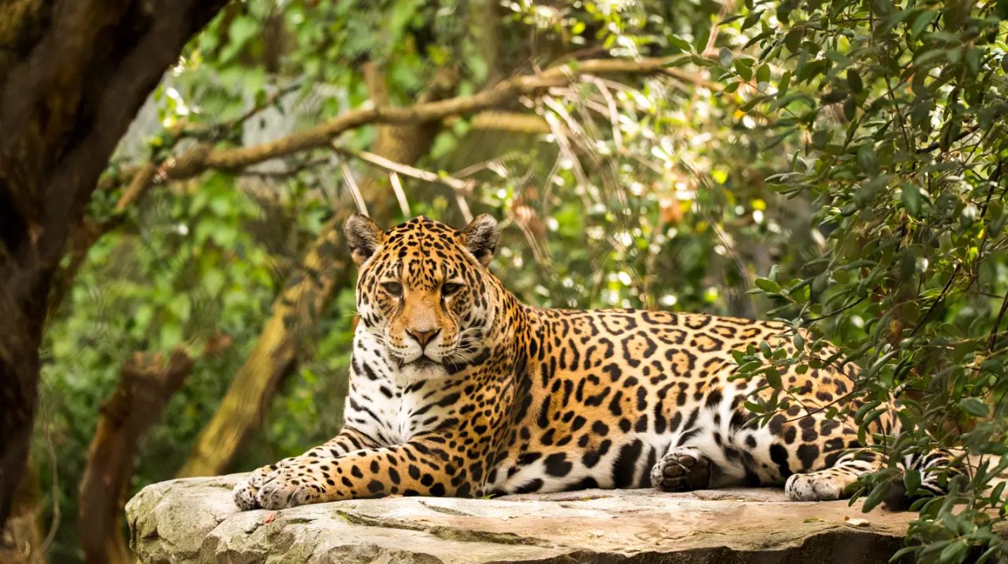 La nueva Área Natural Protegida del Jaguar en Tulum: Todo lo que debes saber