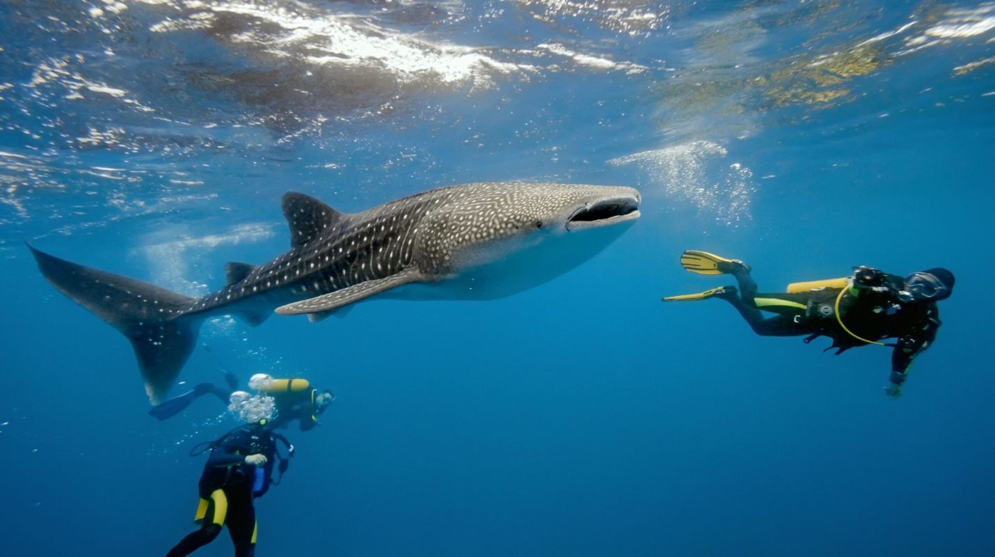 Nadar con tiburón ballena en Cancún: Mejor época y consejos