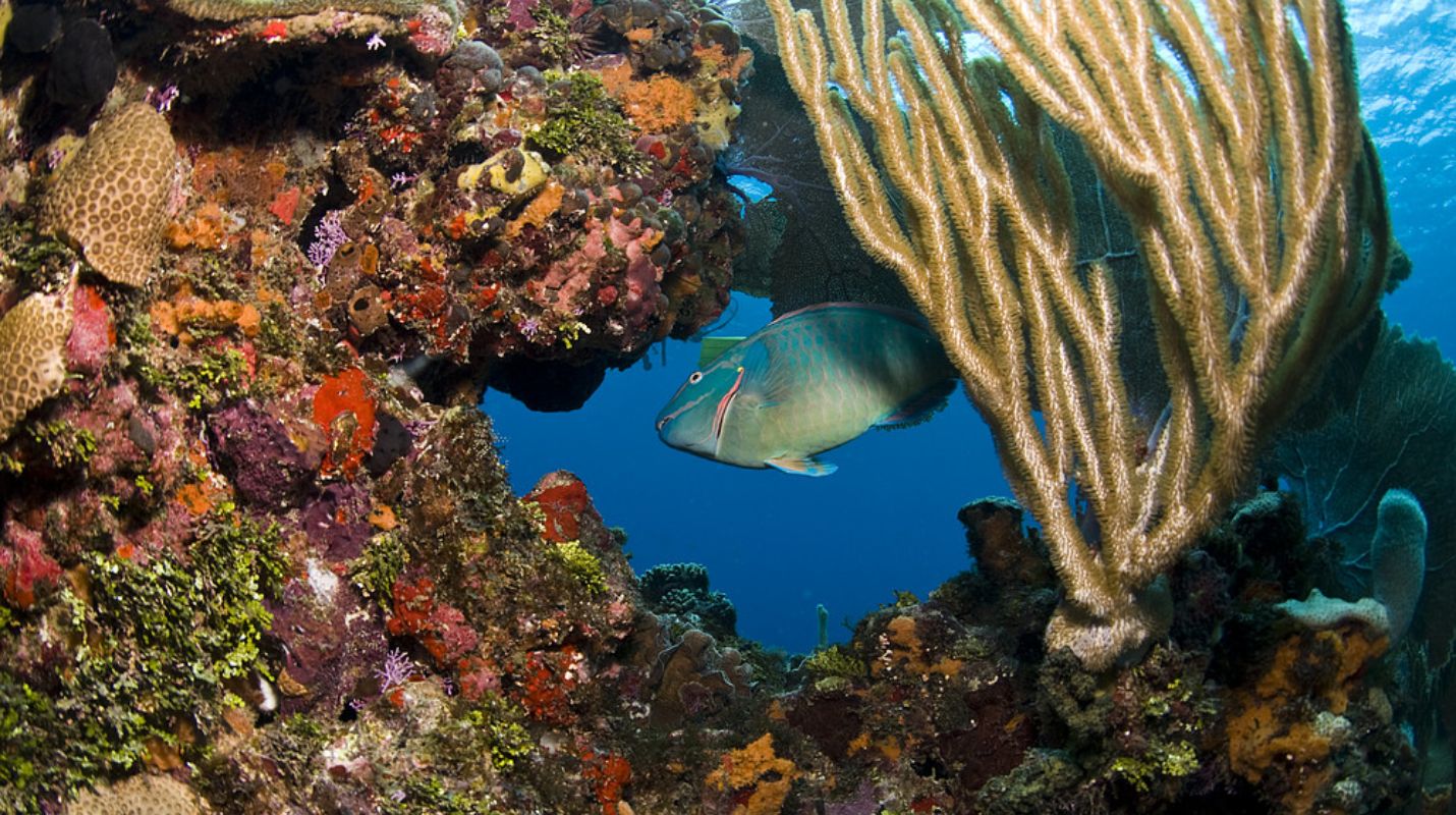 Sistema Arrecifal Mesoamericano: El gran tesoro del Caribe