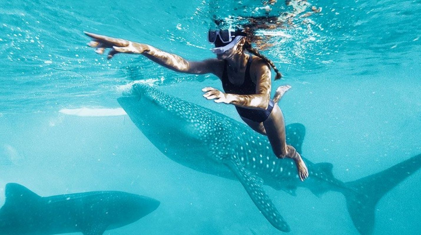 Temporada de Tiburón Ballena en Cancún: Todo lo que Necesitas Saber