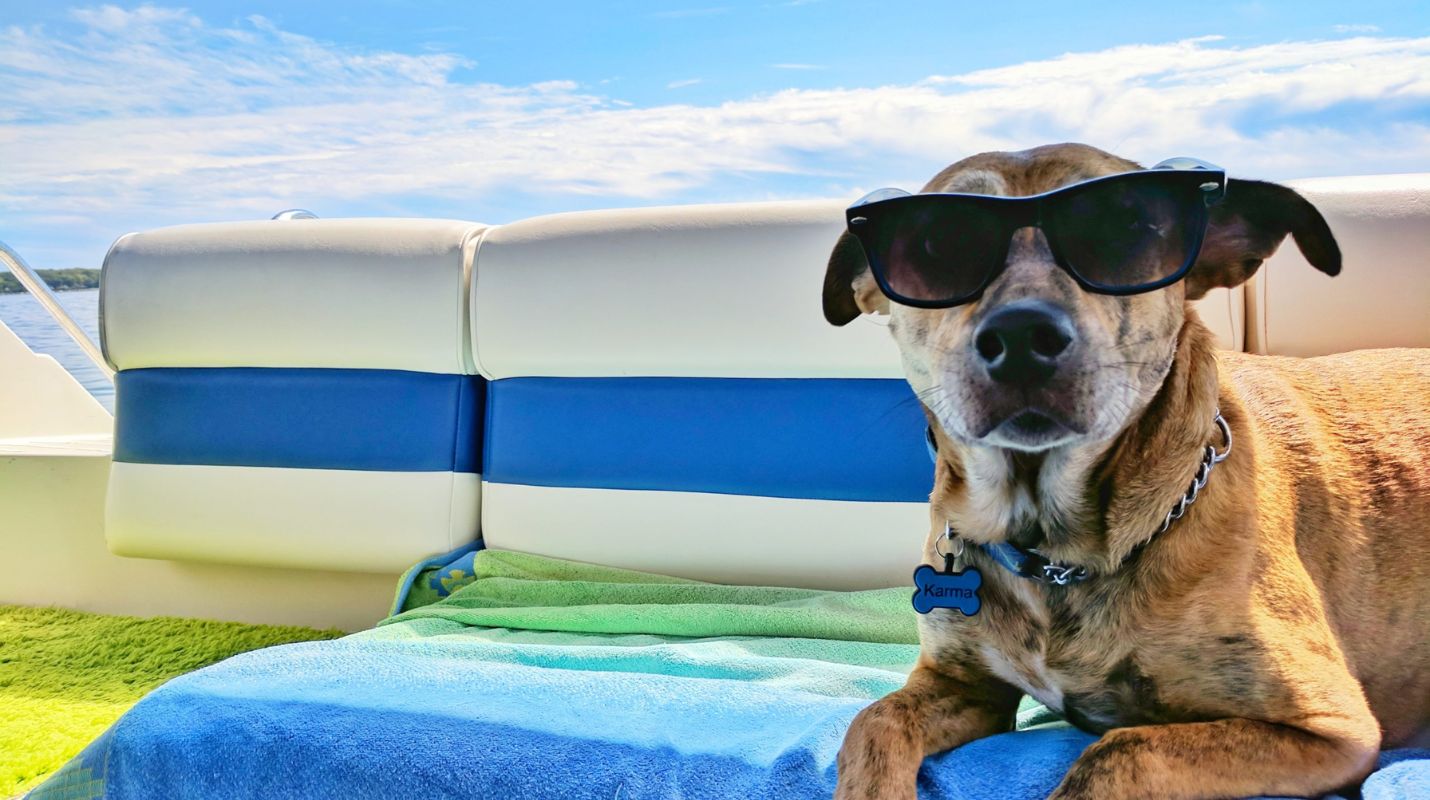 Viajar con Mascotas a Cancún: Hoteles y Playas Pet-Friendly