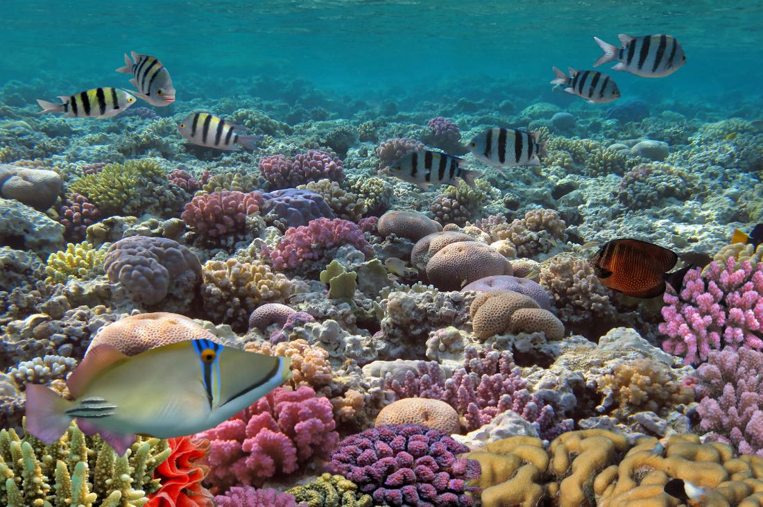 ¡Asombrosos datos sobre los arrecifes de coral en Cancún!