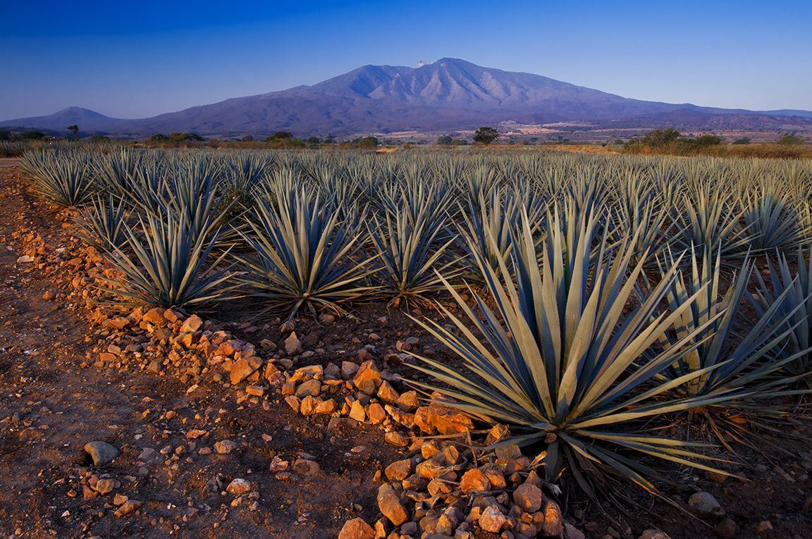 paisajes agaveros tequila jalisco