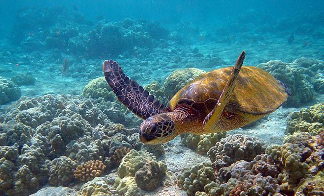 turtle swimming in puerto morelos reef