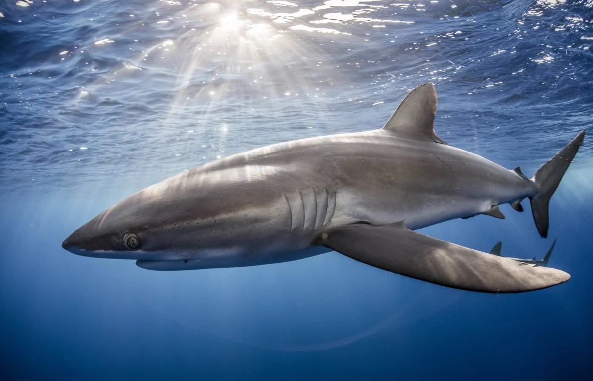 Silky Shark