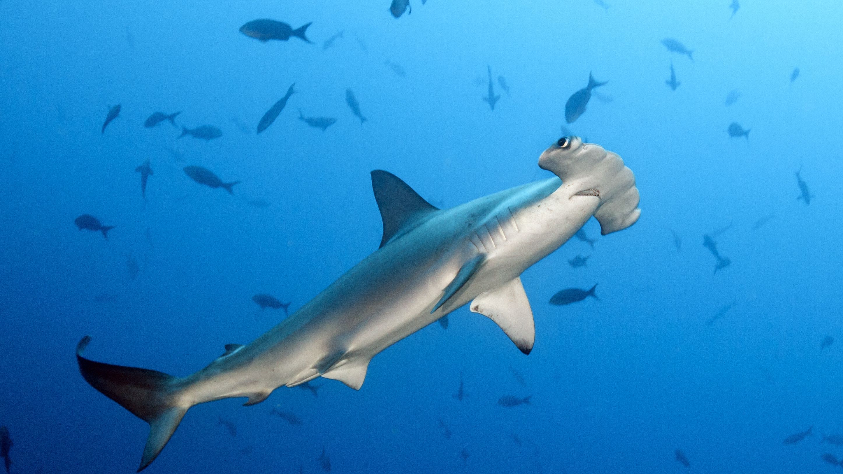 Smooth Hammerhead Shark