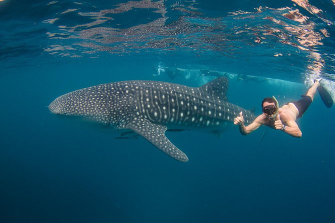 snorkeling with the whale shark in cancun
