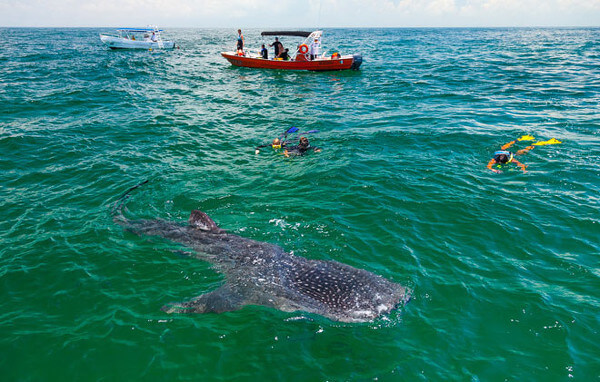 whale shark snorkeling tour