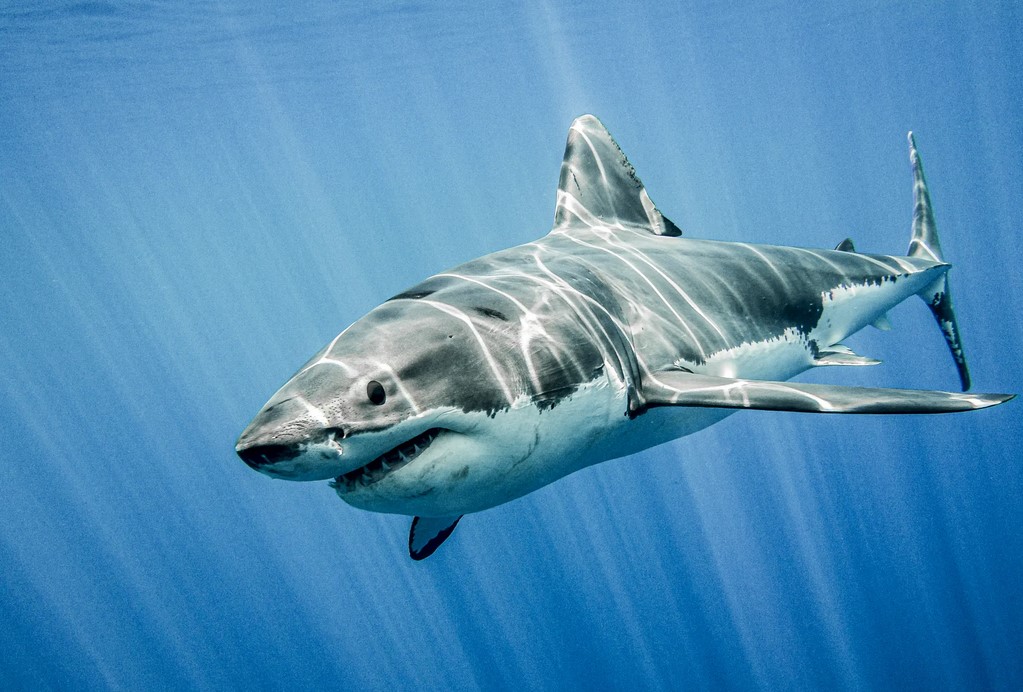 White Shark