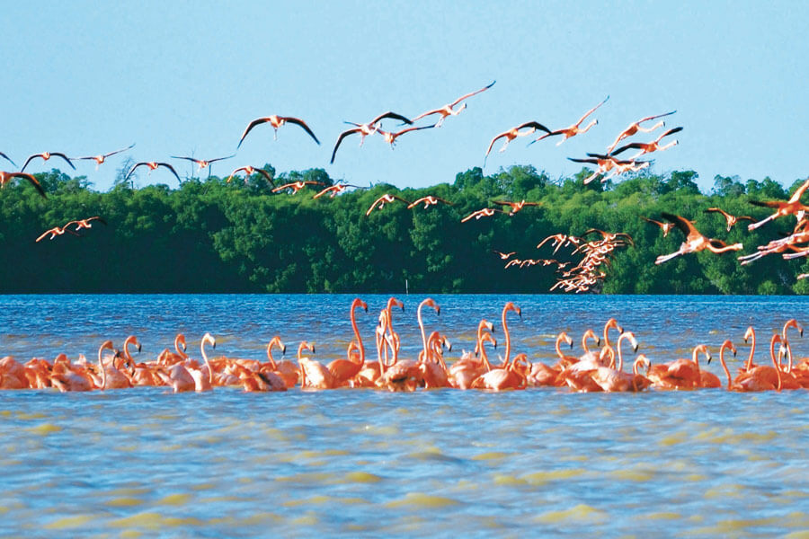 flamingos sisal yucatan