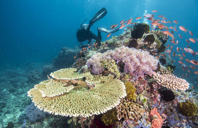 The Great Barrier Reef