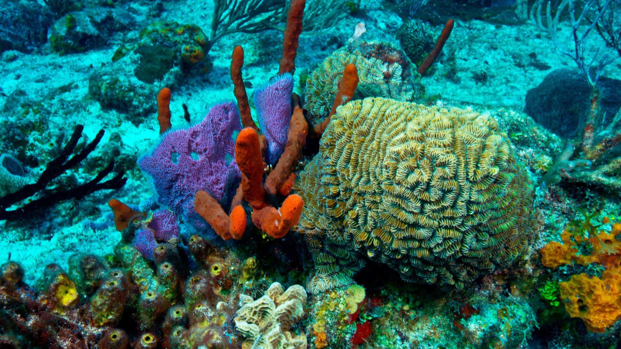mesoamerican barrier reef