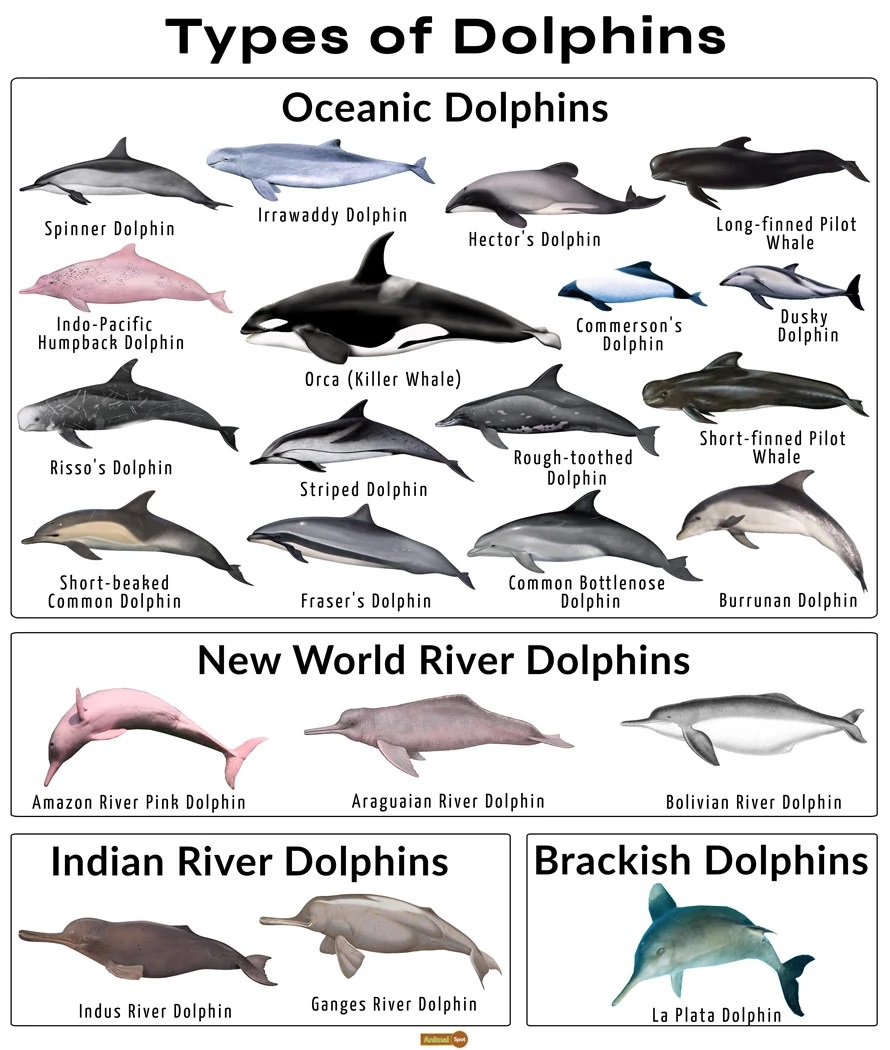 Interesting facts about dolphins - Dolphins have evolved from