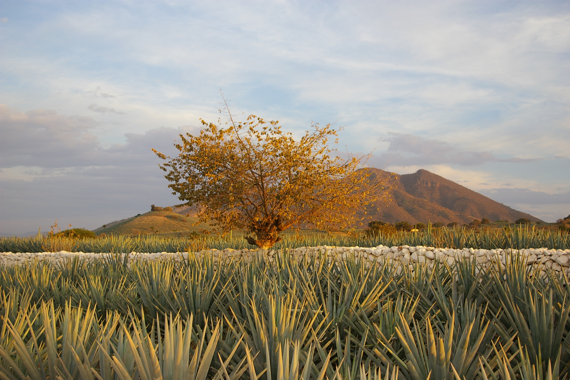 Agave Landscape in Tequila, Jalisco