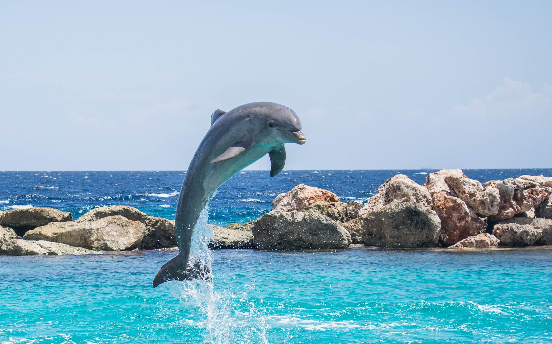 Dolphin in the caribbean