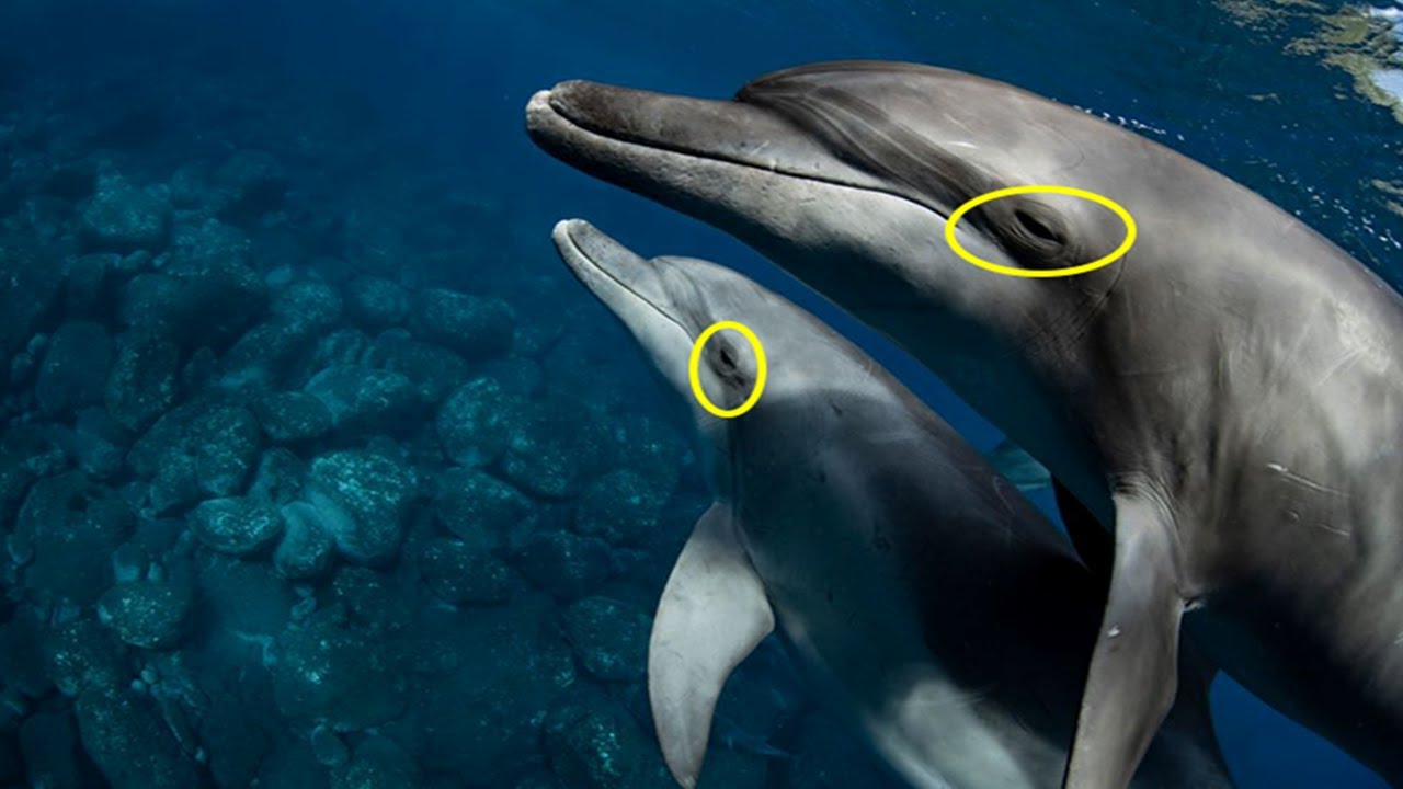 Dolphins sleeping