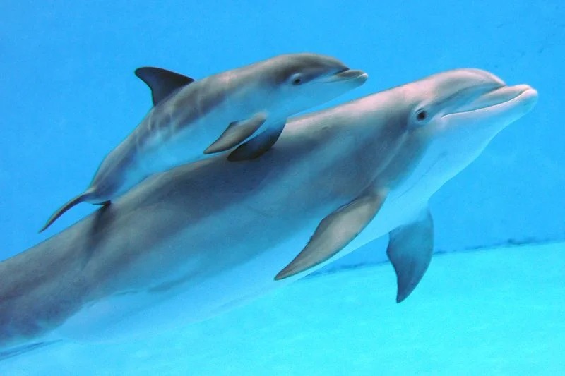 Dolphin nursing