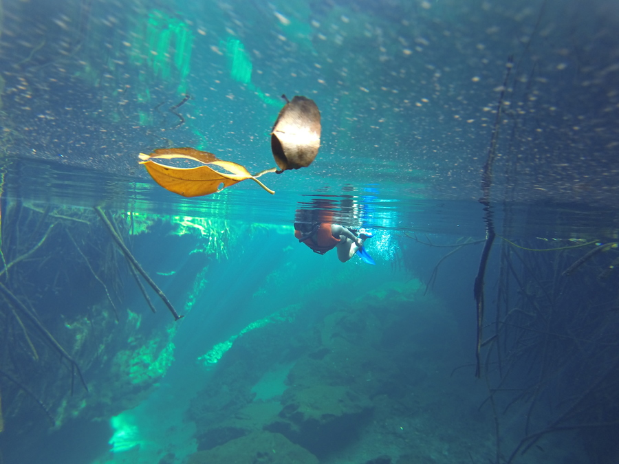 Snorkeling in a Cenote