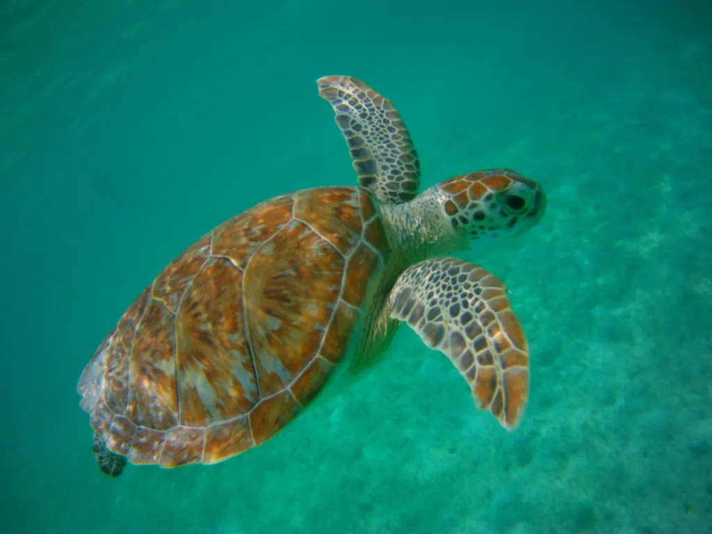 best places for snorkeling mexico