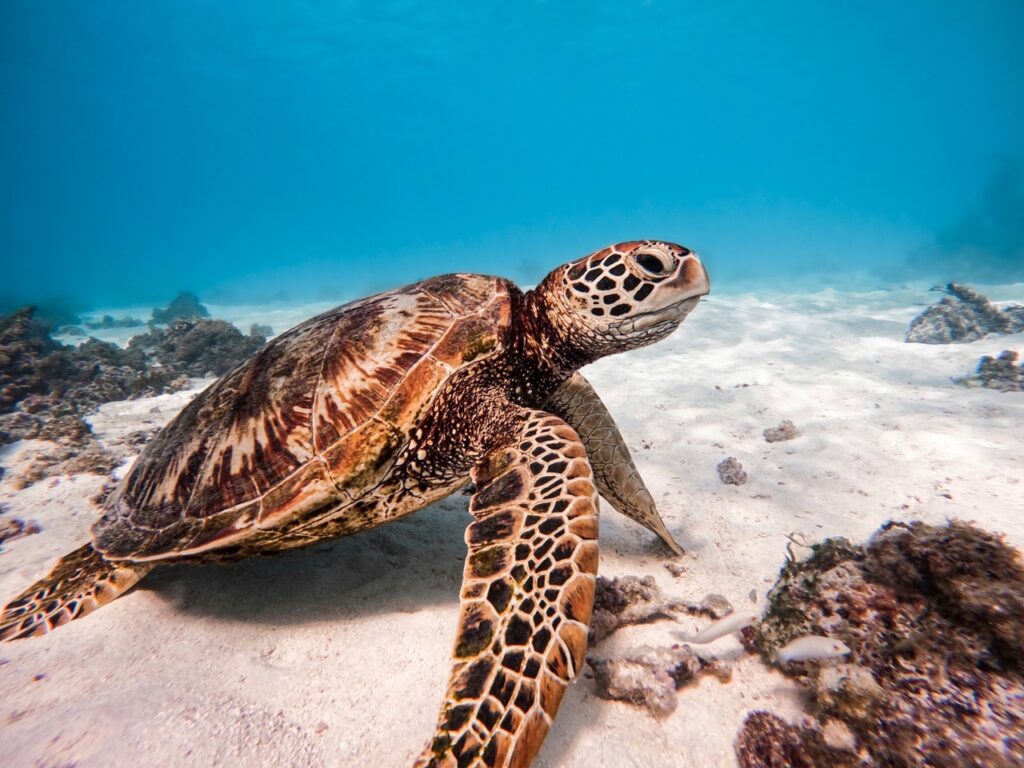 Hawksbill Turtle