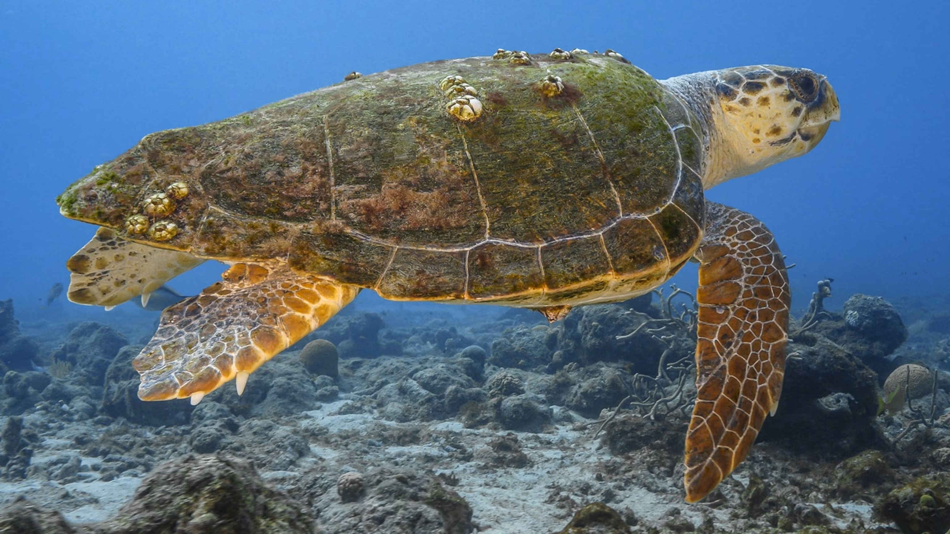 Loggerheard Sea Turtle