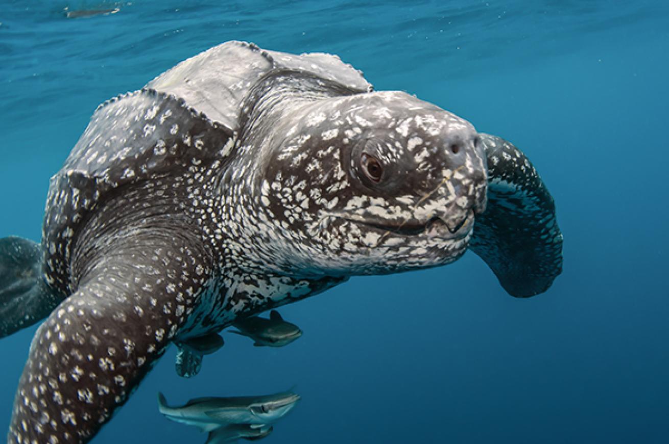 leatherback sea turtle