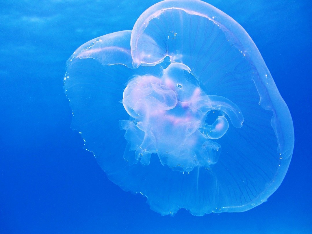 Jellyfish In Cancún