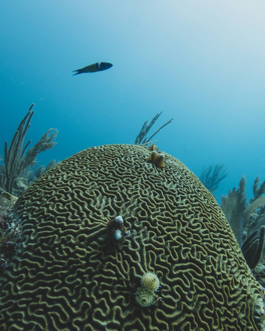 Coral Brain