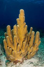 Coral Column