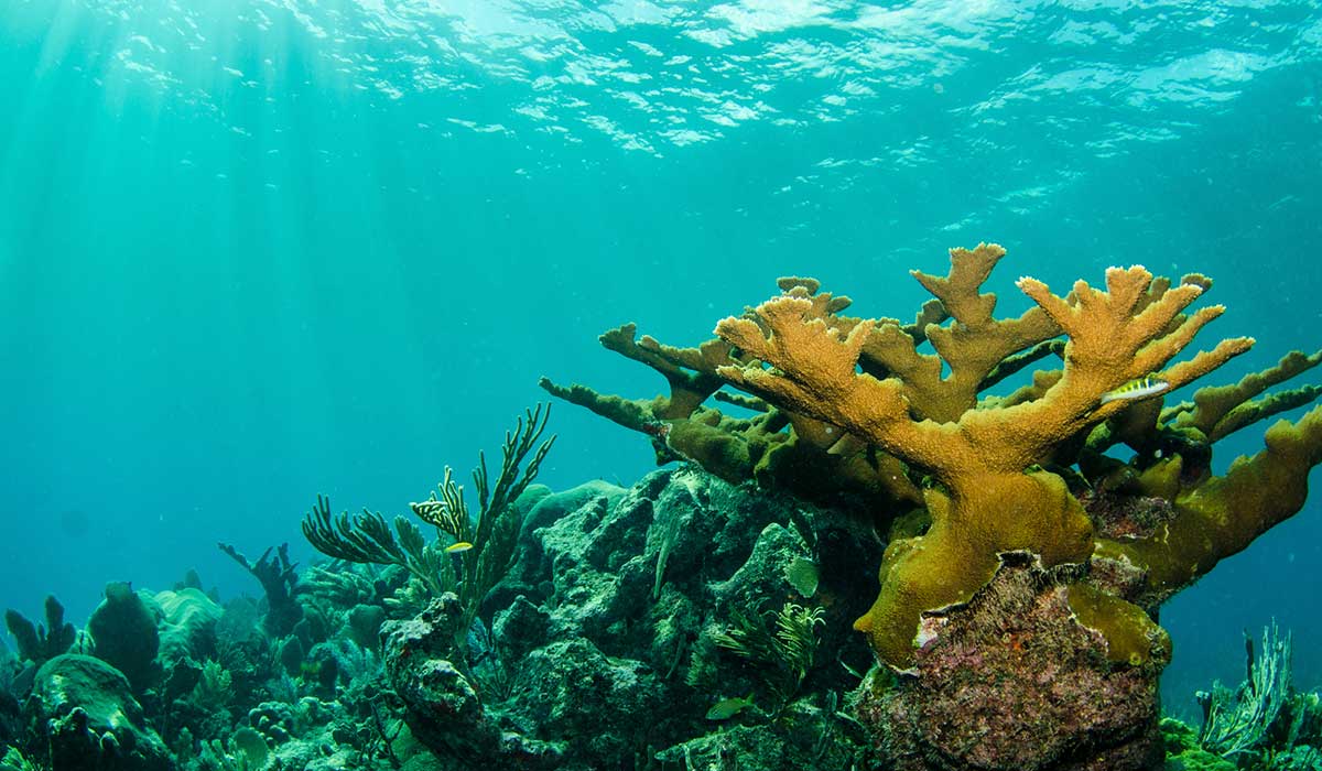 Coral Mosse Horn