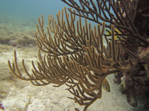 Coral Whip