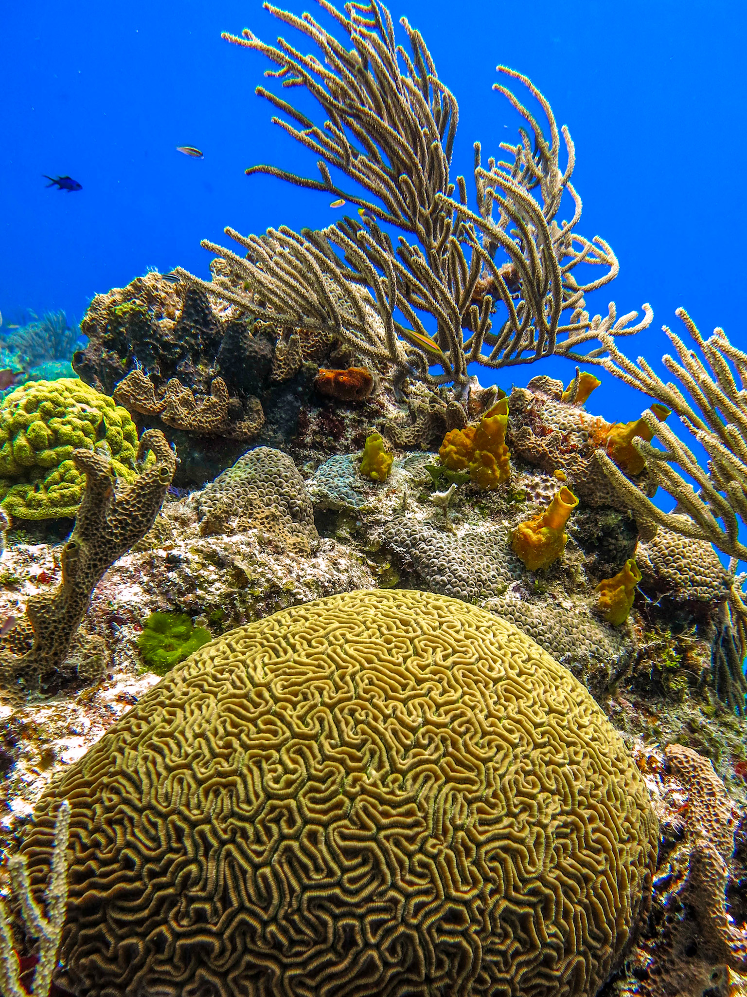 Corals.