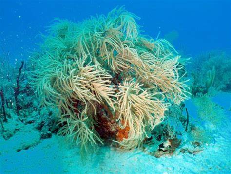 Dead to Coral