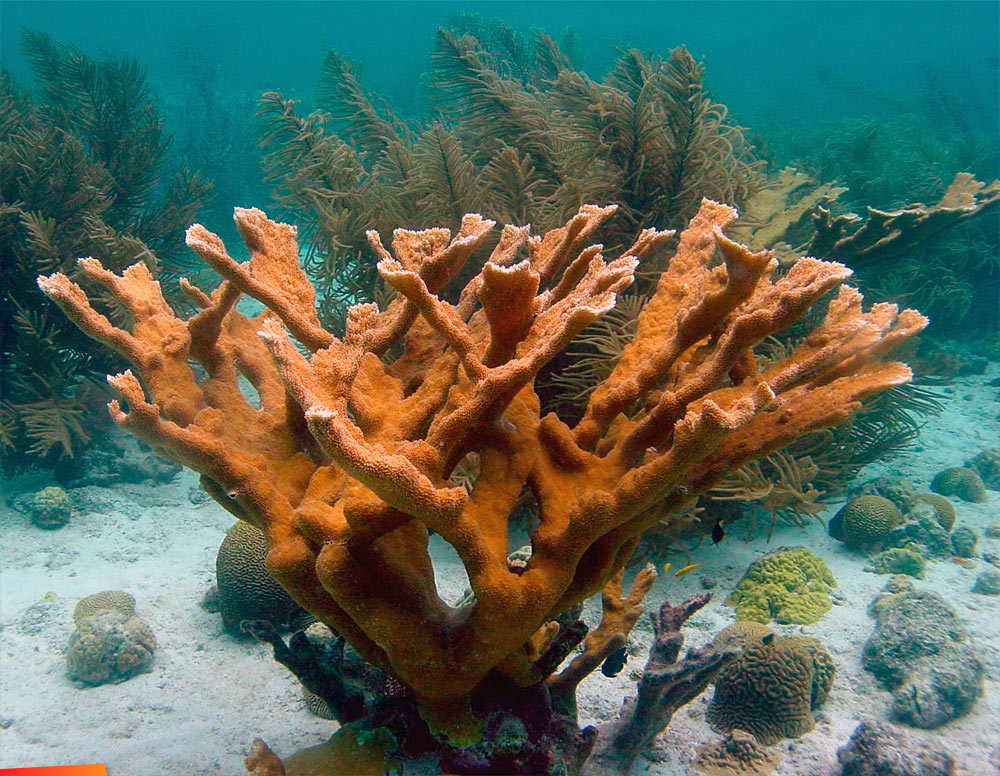 Deer horn coral