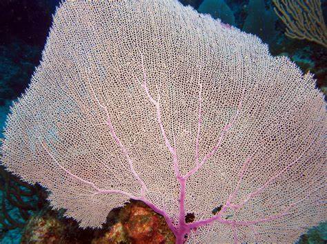 Gorgonia Coral