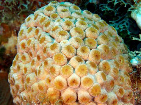 Star Coral
