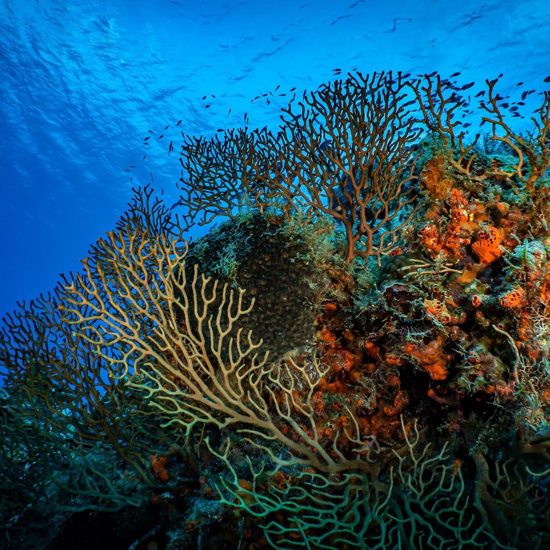 Corals