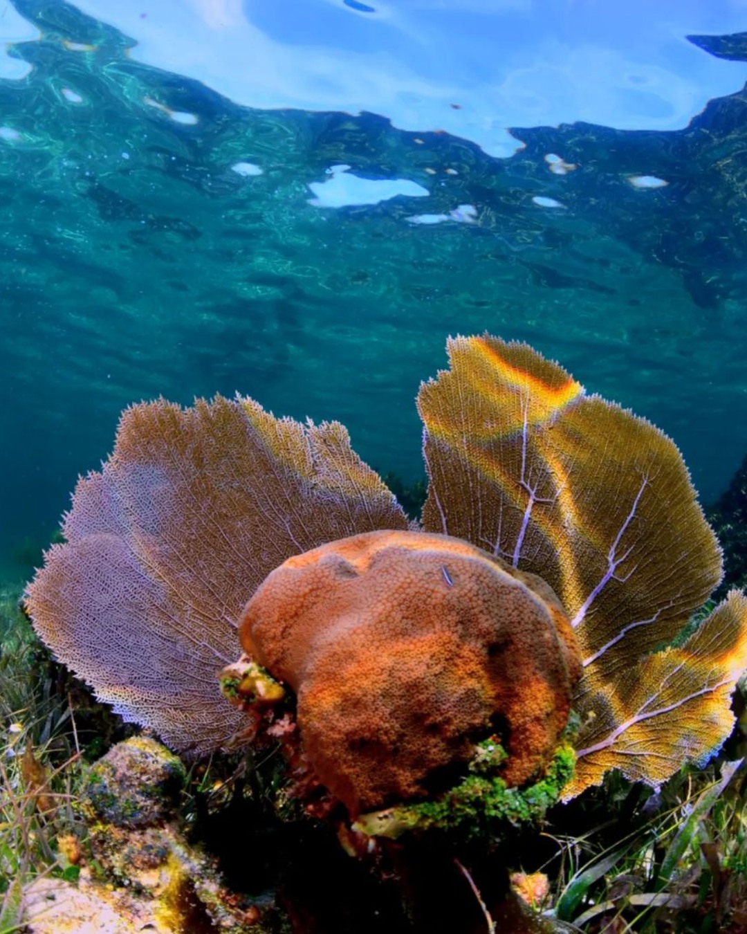 Coral reef