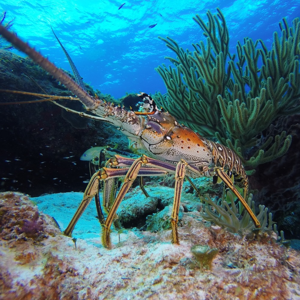 Invertebraates