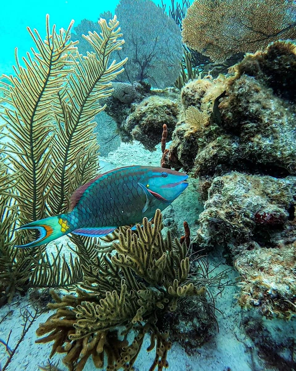 Fish