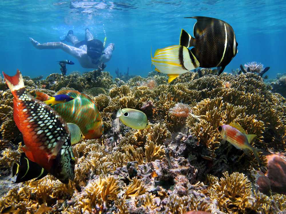 Indian Ocean