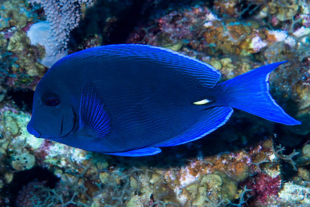 Blue Tang