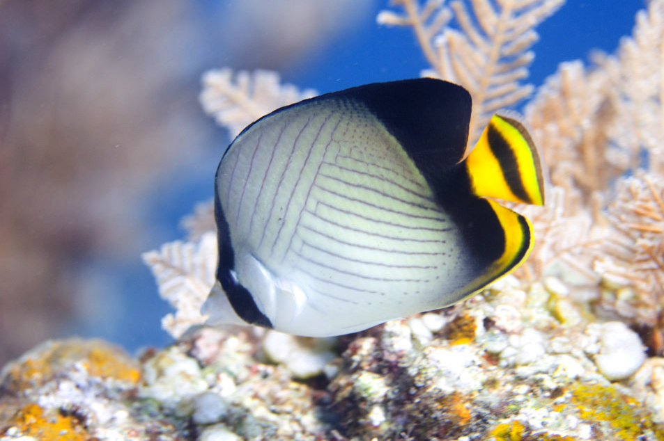 Butterflyfish