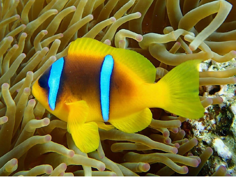 Clownfish