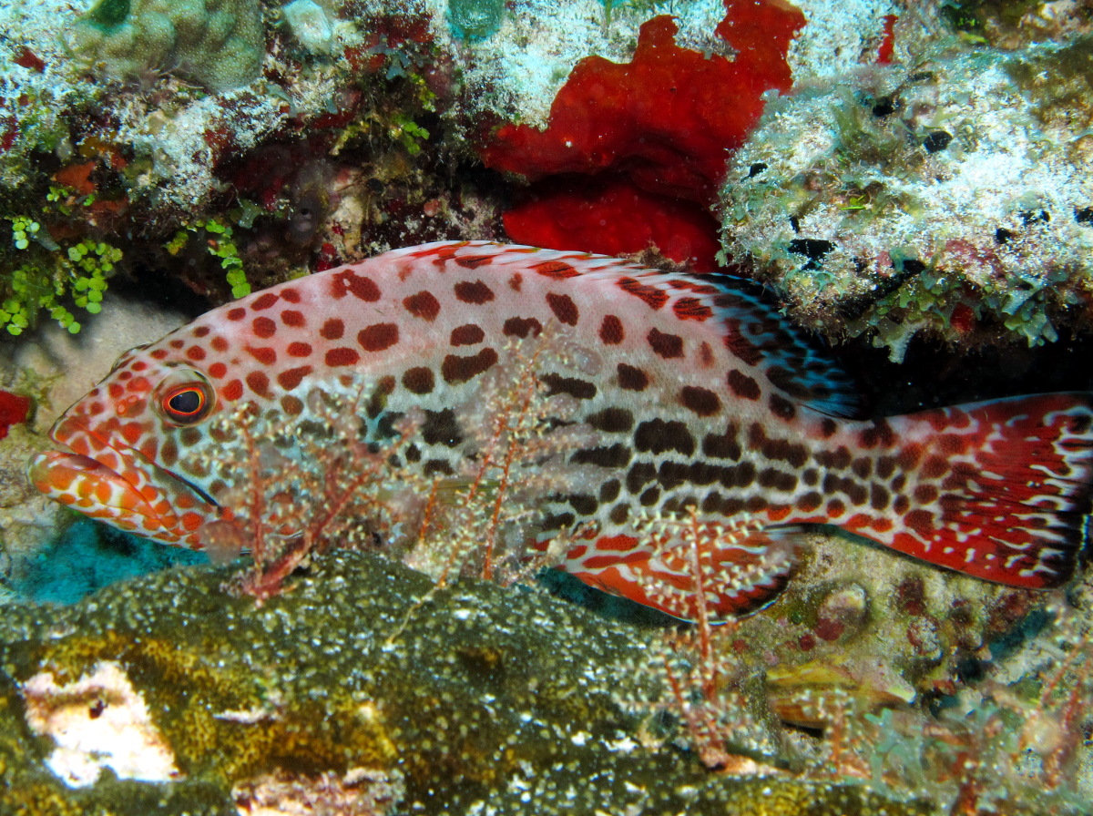 Grouper