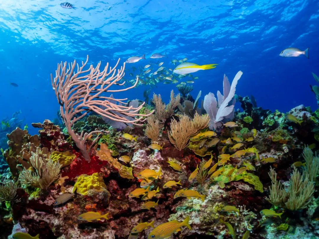 Isla Mujeres