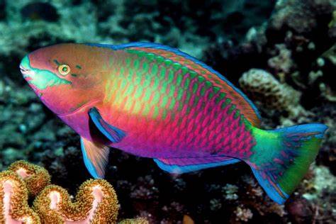 Parrotfish